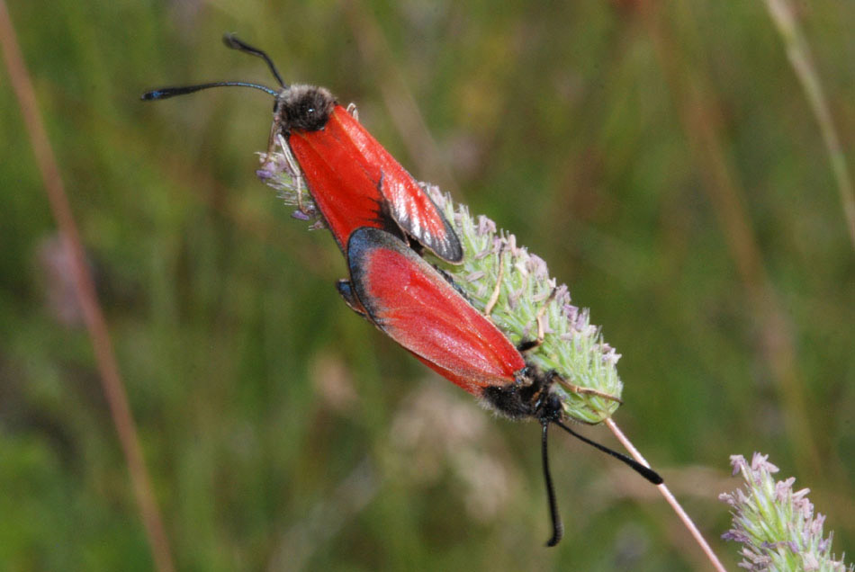 Zygaena da det.